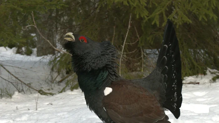 Wood grouse have begun to draw mysterious signs on the snow - My, The nature of Russia, Wood grouse, Leningrad region, Pavel Glazkov, Each creature has a pair, Video, Video VK, Longpost