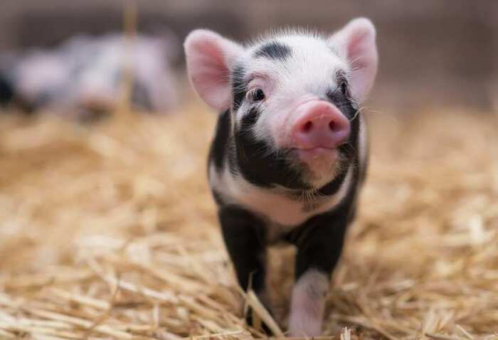 Свинство в Копенгагене