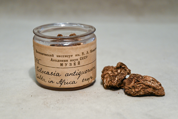    &nbsp;(Colocasia antiquorum  C. esculenta).     .