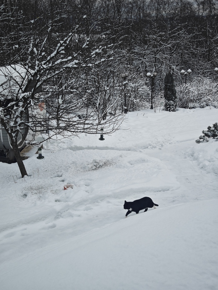 Проблема: ссущий кот