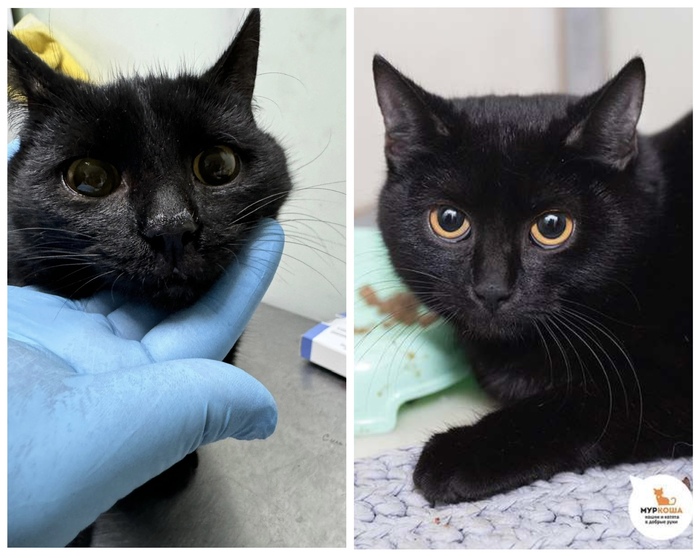  <a href="https://pikabu.ru/story/rubrika_doposle_preobrazheniya_kotikov_v_priyute_12481755?u=https%3A%2F%2Fmurkosha.ru%2Fkotyata%2Fmokka&t=%D0%9C%D0%BE%D0%BA%D0%BA%D0%B0&h=88f66f703e78c236e3ab96c9849fc30b58b374a0" title="https://murkosha.ru/kotyata/mokka" target="_blank" rel="nofollow noopener"></a>