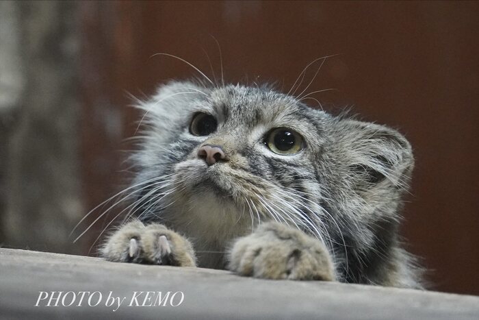 Дратути, мистер бармен!