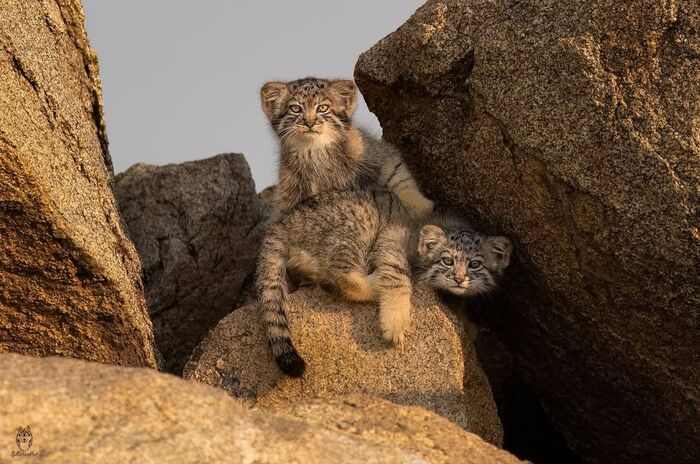 Смелый и робкий