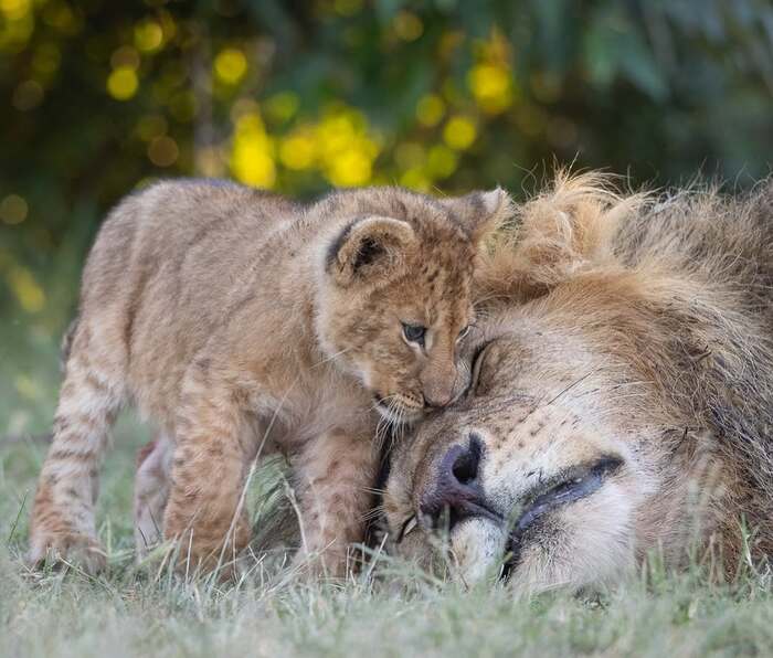 Папа, вставай!