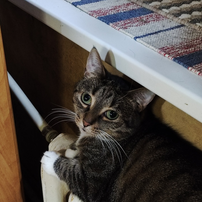 Скумбриевое "Шо надо?!"