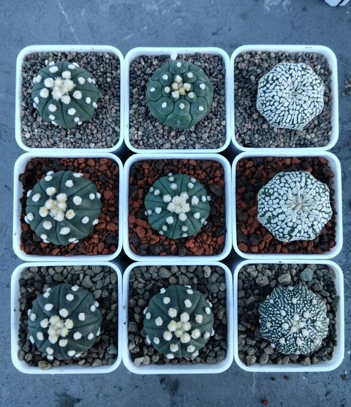 �� ���� ���������