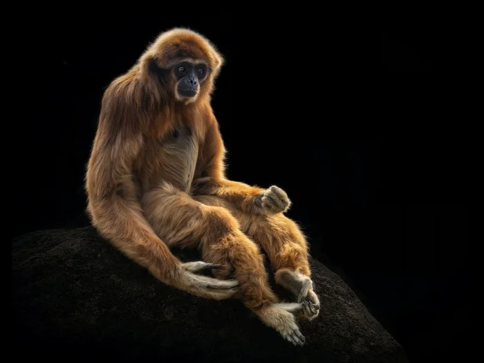 Опубликованы лучшие снимки дикой природы, получившие награду Sony World Photography Awards 2025! - Моё, Новости, Природа, Sony World Photography Awards
