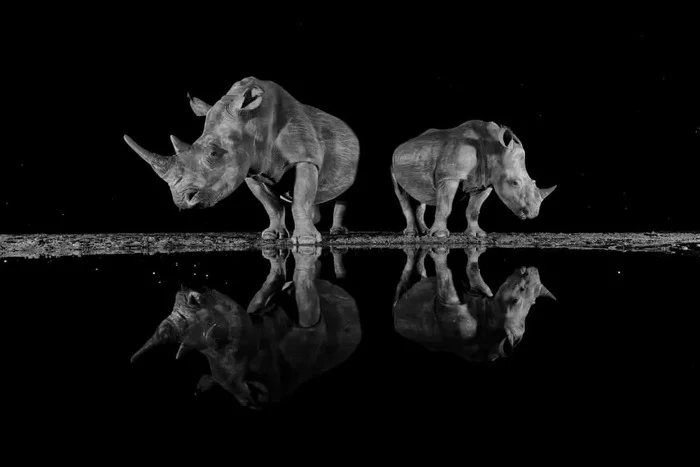 Опубликованы лучшие снимки дикой природы, получившие награду Sony World Photography Awards 2025! - Моё, Новости, Природа, Sony World Photography Awards