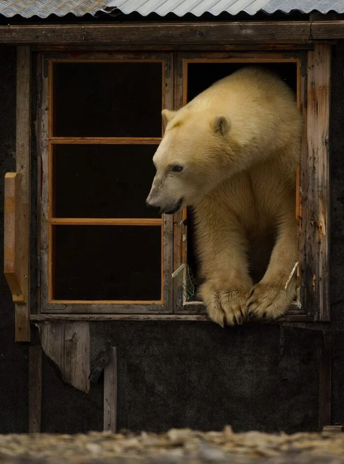 Опубликованы лучшие снимки дикой природы, получившие награду Sony World Photography Awards 2025! - Моё, Новости, Природа, Sony World Photography Awards
