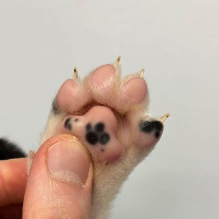 Лапа внутри другой лапы