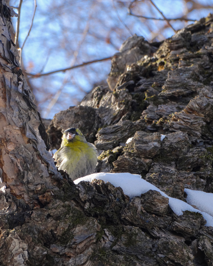 ����� � ������ ��� �������