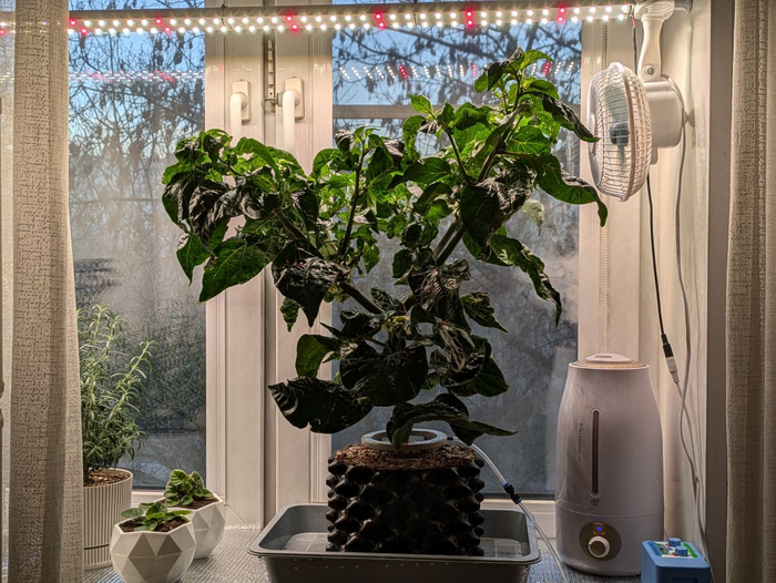 Carolina Reaper    ,  ,  ,  ,   , , 