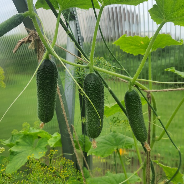 ����� ����