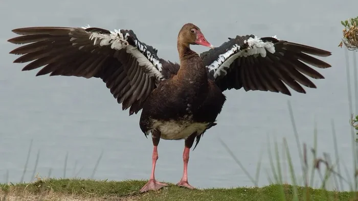 Poisonous Birds: Don't Eat, Don't Touch, Don't Look - Land, Planet Earth, Longpost