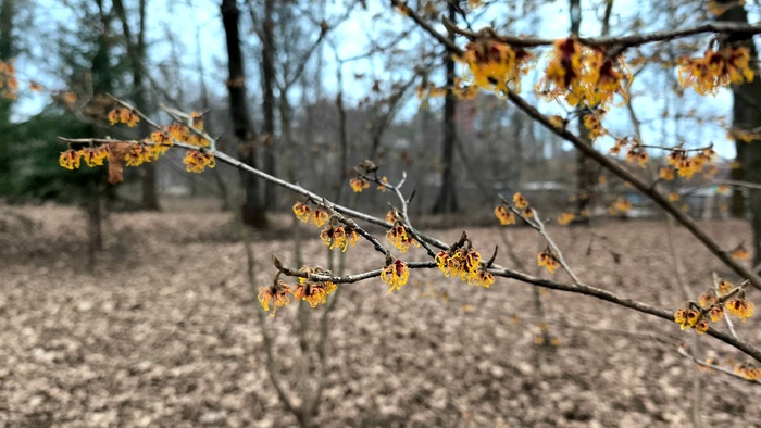 телефон редми hd камера умеет макро, на снимке гамамелис, самое первое цветущее в наших петербургских