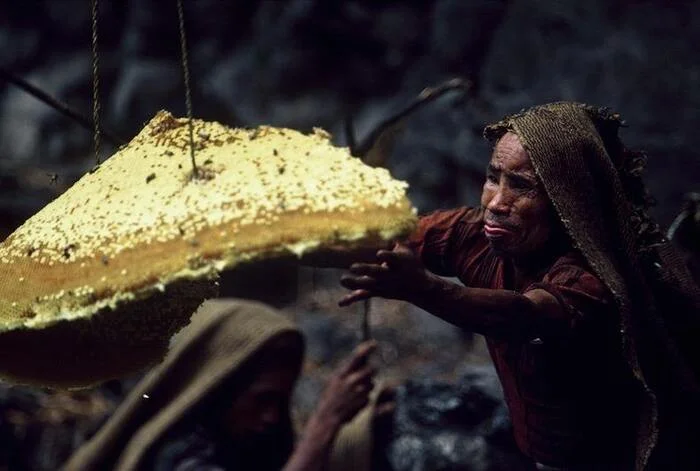 Как в Непале собирают мед: опасное искусство древних охотников - Моё, Кросспостинг, Pikabu publish bot, Новости, Животные, Насекомые, Видео, Вертикальное видео, Короткие видео, Telegram (ссылка), Яндекс Дзен (ссылка), ВКонтакте (ссылка), Instagram (ссылка), TikTok (ссылка), Длиннопост