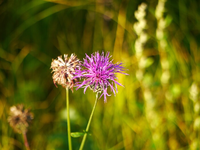 Цветы полевые
