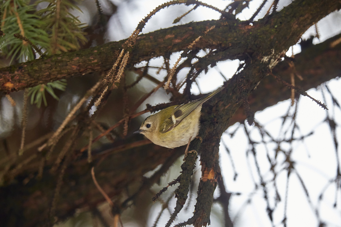 Желтогловый королёк