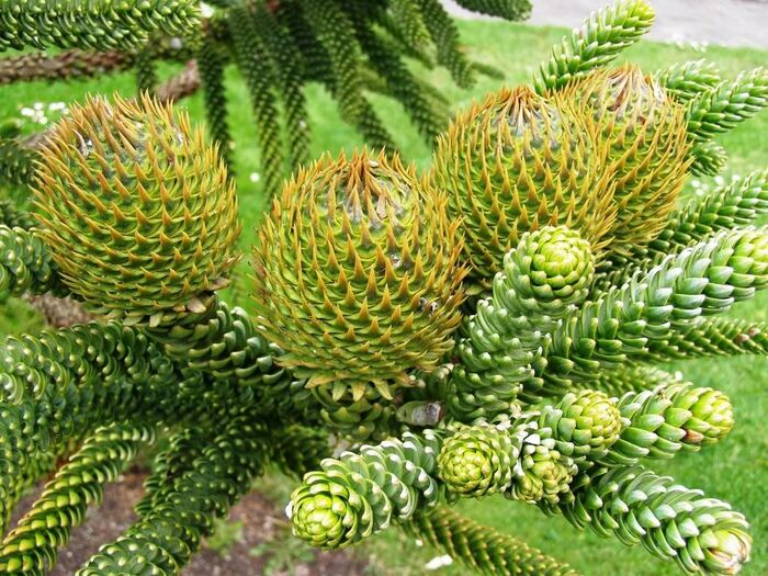     .    <!--noindex--><a href="https://pikabu.ru/story/araukariya_12520722?u=http%3A%2F%2Fkartinki-i-risunki.ru&t=kartinki-i-risunki.ru&h=f9bb0552286965284c37c76e0404182ac9df9360" title="http://kartinki-i-risunki.ru" target="_blank" rel="nofollow noopener">kartinki-i-risunki.ru</a><!--/noindex-->