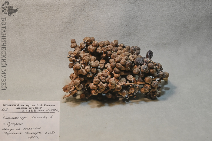 Плоды европейской веерной пальмы. Карпологическая коллекция Ботанического музея БИН РАН.