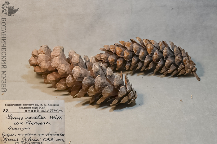 Шишки сосны гималайской. Карпологическая коллекция Ботанического музея БИН РАН.