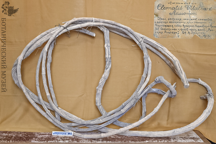 Клематис виноградолистный. Дендрологическая коллекция Ботанического музея БИН РАН.