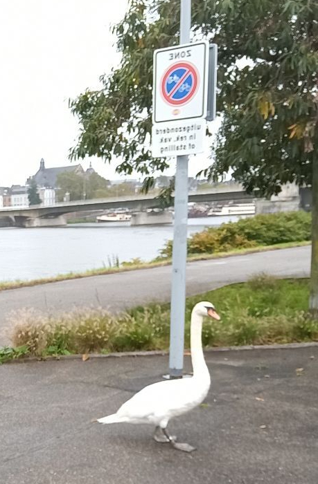 Запретили ездить, он теперь ходит.