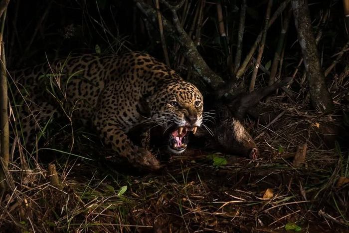 Кто посмел охотиться в королевском лесу?!