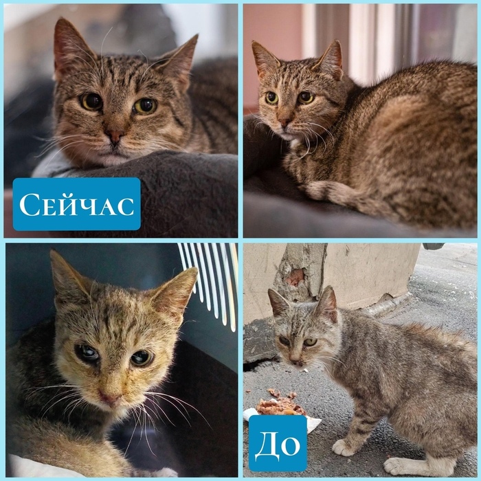 Кошечка Кристи в поисках дома - Санкт-Петербург