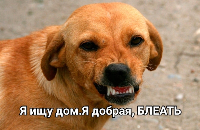 Ищу добрых...Фкусных хозяев
