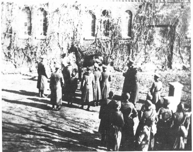 выставка лошадей в усадьбе