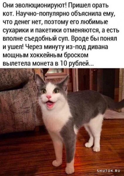 Котодобытчик