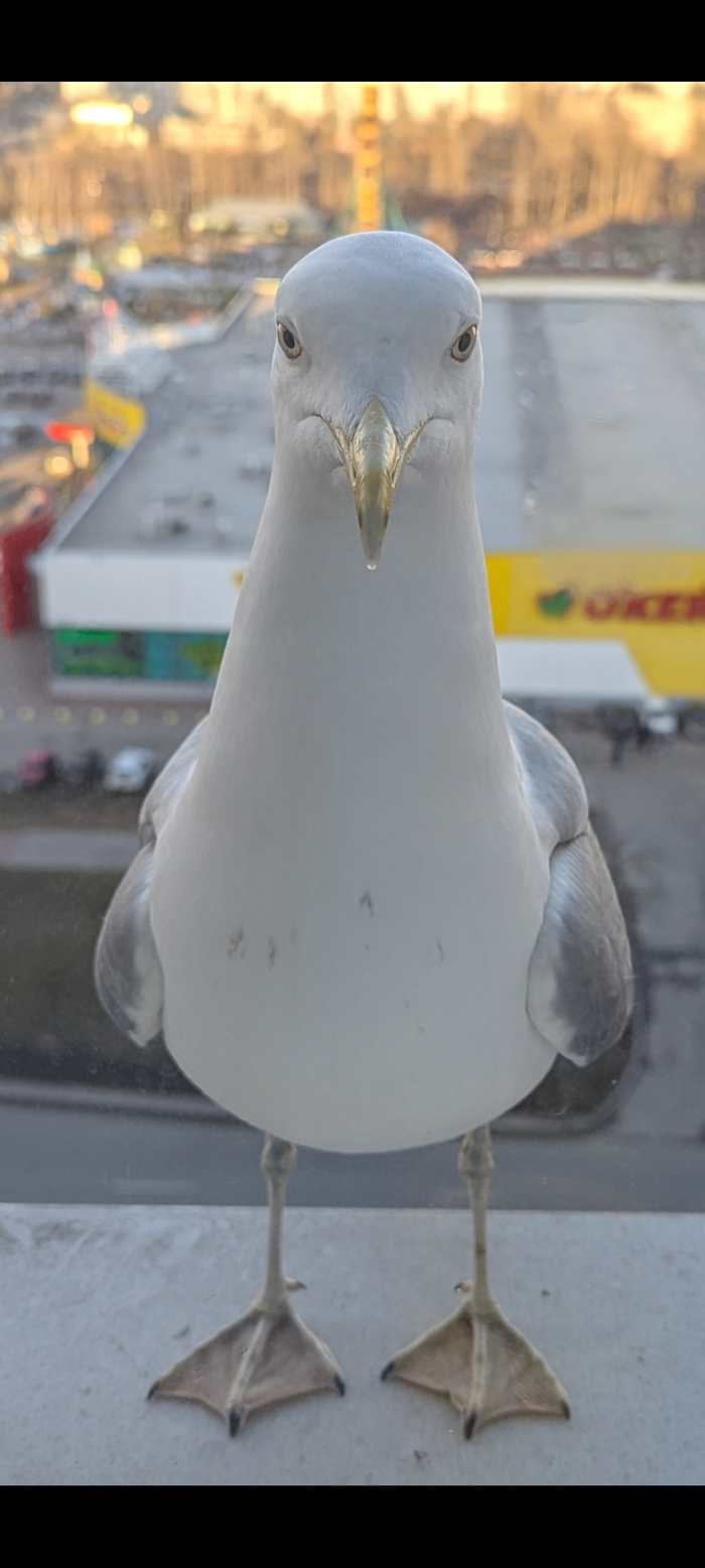 Кореш прилетел