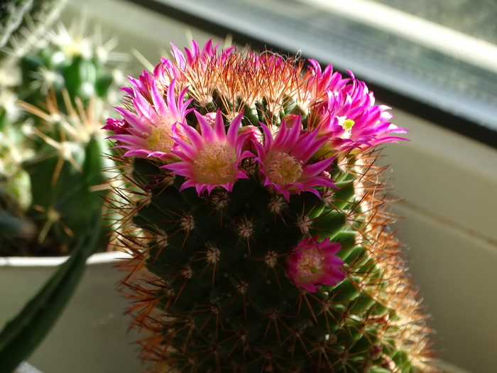 И один цветок сбоку пониже)