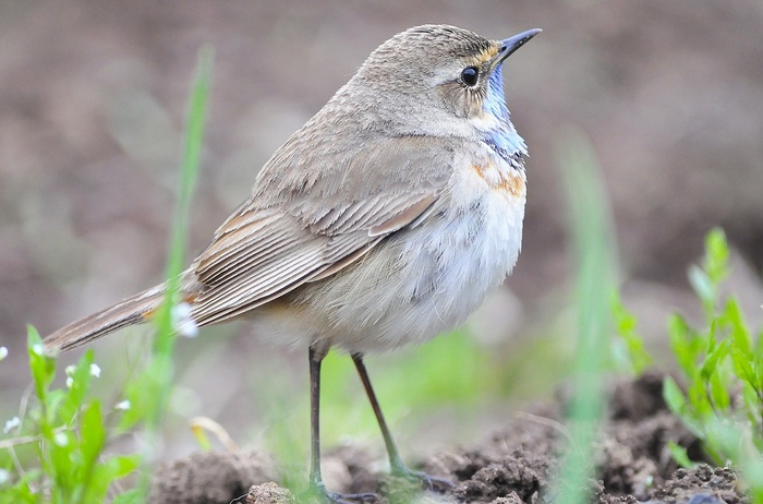 ����� ����: ������ ���������