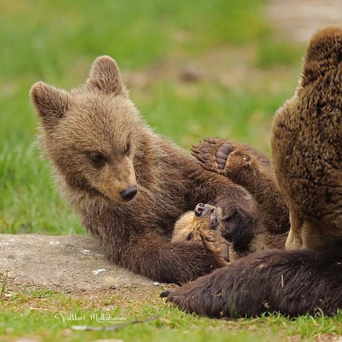 Это ты съел мой медок!