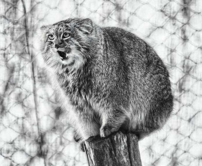 Автор фото <a href="https://pikabu.ru/story/pozdravlyaem_12522874?u=https%3A%2F%2Fwww.instagram.com%2Fp%2FC3iW6-II8Er%2F%3Figsh%3DbGV6bTloMmc1Y2lq&t=5uski%20inst&h=9f381be40b9b0857b081dbe286ca54ff11eae8de" title="https://www.instagram.com/p/C3iW6-II8Er/?igsh=bGV6bTloMmc1Y2lq" target="_blank" rel="nofollow noopener">5uski inst</a>