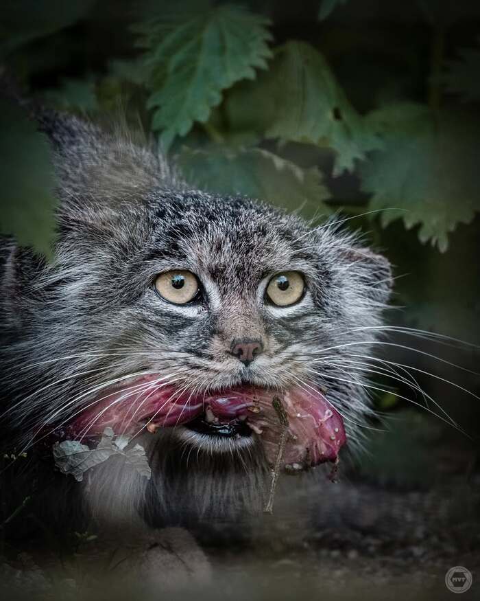 Автор фото Алдан <a href="https://pikabu.ru/story/pozdravlyaem_12522874?u=https%3A%2F%2Fwww.instagram.com%2Fp%2FC8U5X4zKgae%2F%3Figsh%3Db2YzeTIzeXZsemVt&t=marcvantilborg%20inst&h=de6c6f50f2069ac9db154baa55ad74ec5119fca4" title="https://www.instagram.com/p/C8U5X4zKgae/?igsh=b2YzeTIzeXZsemVt" target="_blank" rel="nofollow noopener">marcvantilborg inst</a>