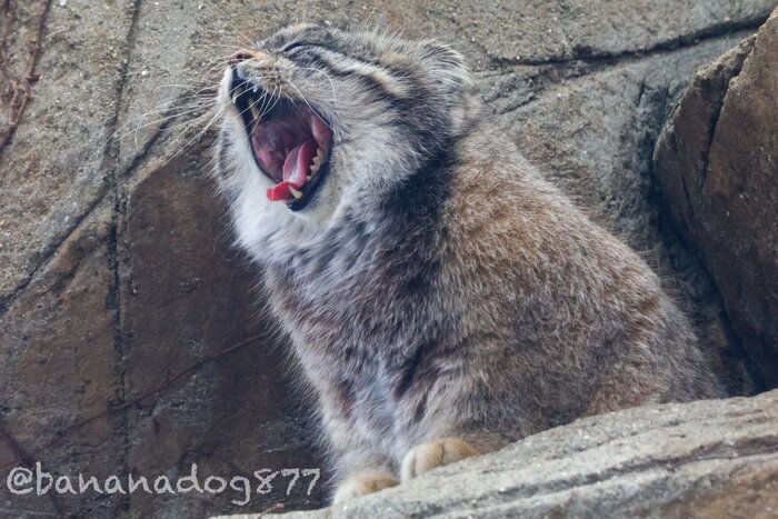 Мясоприёмник готов. Закидывайте!