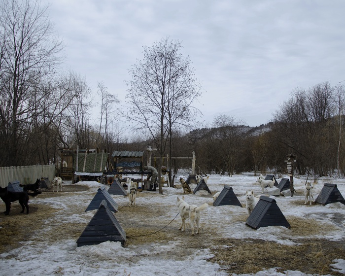 Питомник Амурской лайки индана