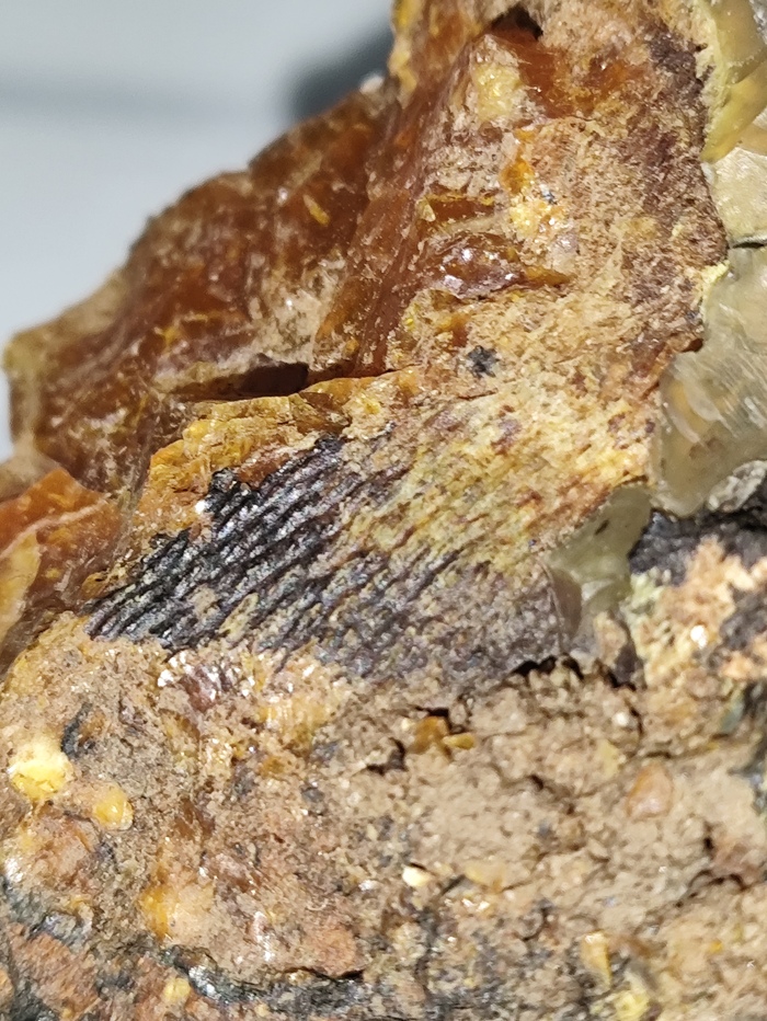 Отпечатки коры дерева.