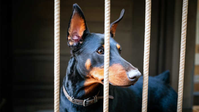 Шоколадный батончик