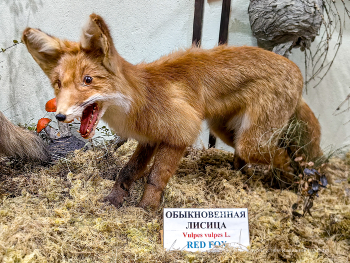 Лиса курильщика