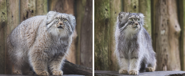 Зимняя шуба Пази (слева) и летняя (справа).