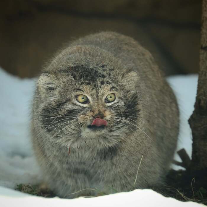  .   <a href="https://pikabu.ru/story/lyovushka_byil_i_takim_12528761?u=https%3A%2F%2Fwww.instagram.com%2Fp%2FC5qXobIPaXy%2F%3Figsh%3DMWM2OGg4MGt4YWkwZQ%3D%3D&t=haru_manul%20inst&h=a5ab7ba585f07cd021171697471d9d065b24d59e" title="https://www.instagram.com/p/C5qXobIPaXy/?igsh=MWM2OGg4MGt4YWkwZQ==" target="_blank" rel="nofollow noopener">haru_manul inst</a>