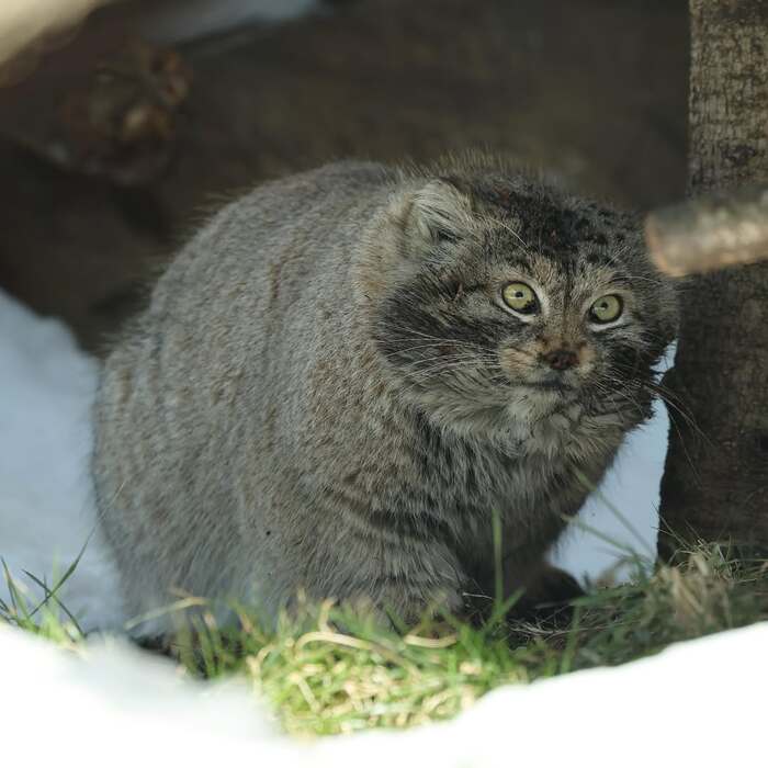  .   <a href="https://pikabu.ru/story/lyovushka_byil_i_takim_12528761?u=https%3A%2F%2Fwww.instagram.com%2Fp%2FC5TSlezP0x0%2F%3Figsh%3DMXVneWp4OHUwenYxYg%3D%3D&t=haru_manul%20inst&h=fc2c5928923c932f1b8957104eb6393c4a60e03b" title="https://www.instagram.com/p/C5TSlezP0x0/?igsh=MXVneWp4OHUwenYxYg==" target="_blank" rel="nofollow noopener">haru_manul inst</a>