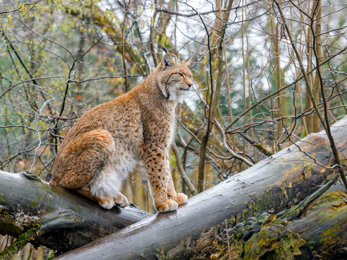    ,    ,       .   ,      ,     .