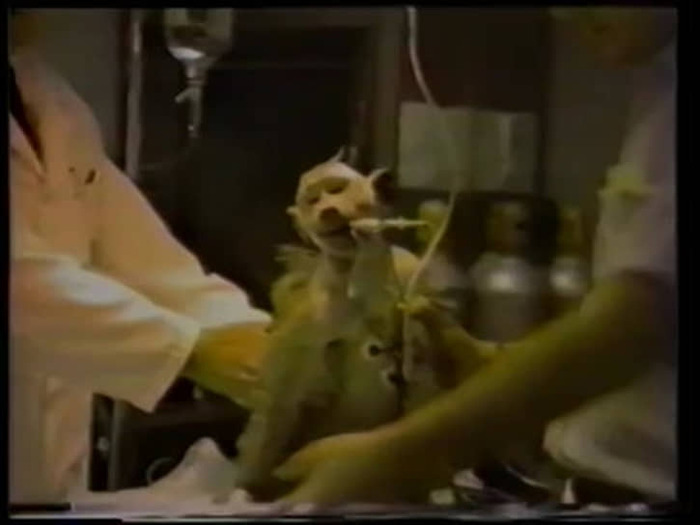    Unnecessary Fuss: PETA