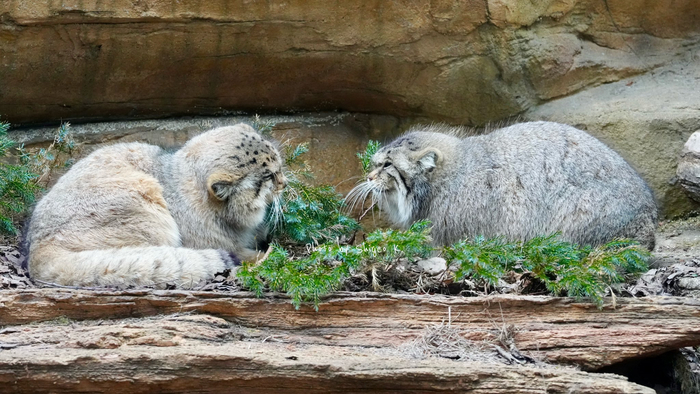 Высокие отношения Бола и Полли ^_^