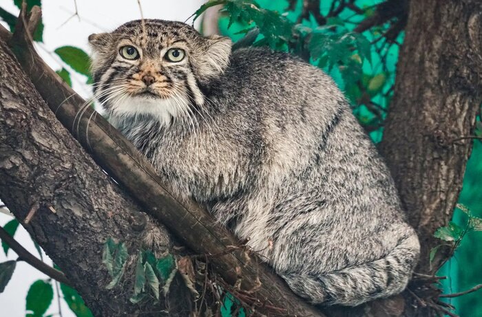 Фото и информация были взяты из<a href="https://pikabu.ru/story/snova_pechalnoe_izvestie_12532147?u=https%3A%2F%2Fx.com%2FDailyMantle3%2Fstatus%2F1904487487822512414&t=%D0%B0%D0%BA%D0%BA%D0%B0%D1%83%D0%BD%D1%82%D0%B0%20DailyMantle3%20%D0%B2%20%D1%81%D0%B5%D1%82%D0%B8%20X&h=2b7ffa325743399a7eee3abb918e63d01928e535" title="https://x.com/DailyMantle3/status/1904487487822512414" target="_blank" rel="nofollow noopener"> аккаунта DailyMantle3 в сети X</a>